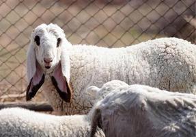 世界上最贵的羊多少钱一只，盘点四种“天价羊？