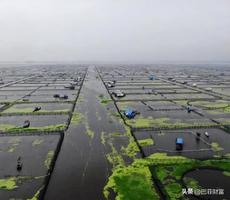 阳澄湖大闸蟹养殖赚钱吗（阳澄湖大闸蟹深受友友喜爱原因）