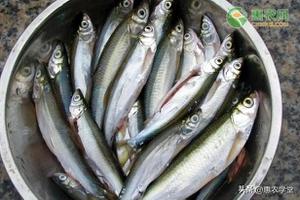刀鱼价格多少钱一斤？刀鱼和带鱼区别在哪里？
