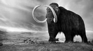 13种未灭绝的史前动物是什么（至今还没灭绝的动物盘点）