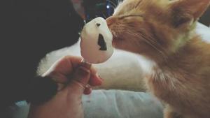 夏天猫咪可以吃雪糕吗（偶尔让猫咪舔一下是没有关系的）