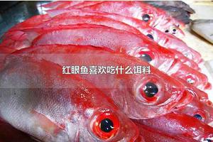 红眼鱼喜欢吃什么饵料 红眼鱼钓底还是钓浮