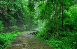 张家界下雨能去吗？感受峻峰的仙雾缭绕