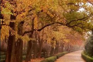 南京秋季逛马路赏秋的最佳去处