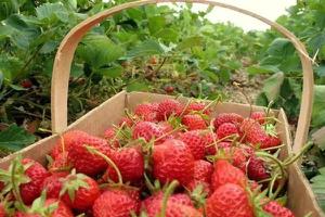 武汉哪里有摘草莓的地方 草莓多少钱一斤