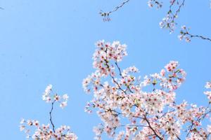 贵安樱花园人多吗 贵州樱花景点有哪些