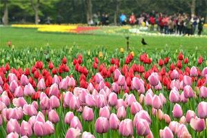 杭州太子湾公园春天有哪些花