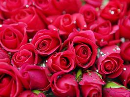 求婚用什么颜色的玫瑰比较好