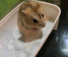 仓鼠可以用水洗澡吗（仓鼠的洗澡方式方法）